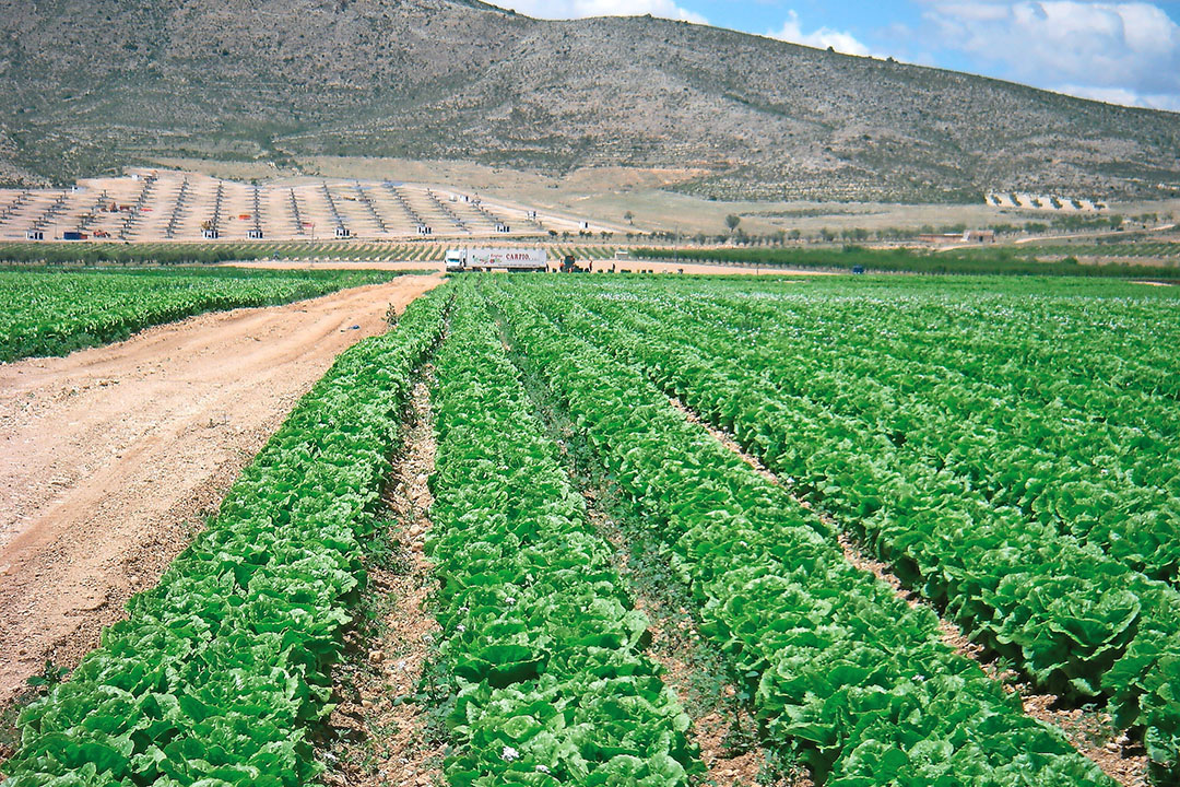 Teelt van ijsbergsla in het Spaanse Murcia. - Foto: Joost Stallen