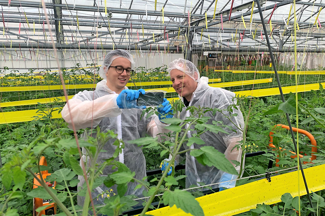 Vijftig collega-telers digitaal laten meekijken in de kas, is in het digitale tijdperk een makkie. - Foto: Growers United