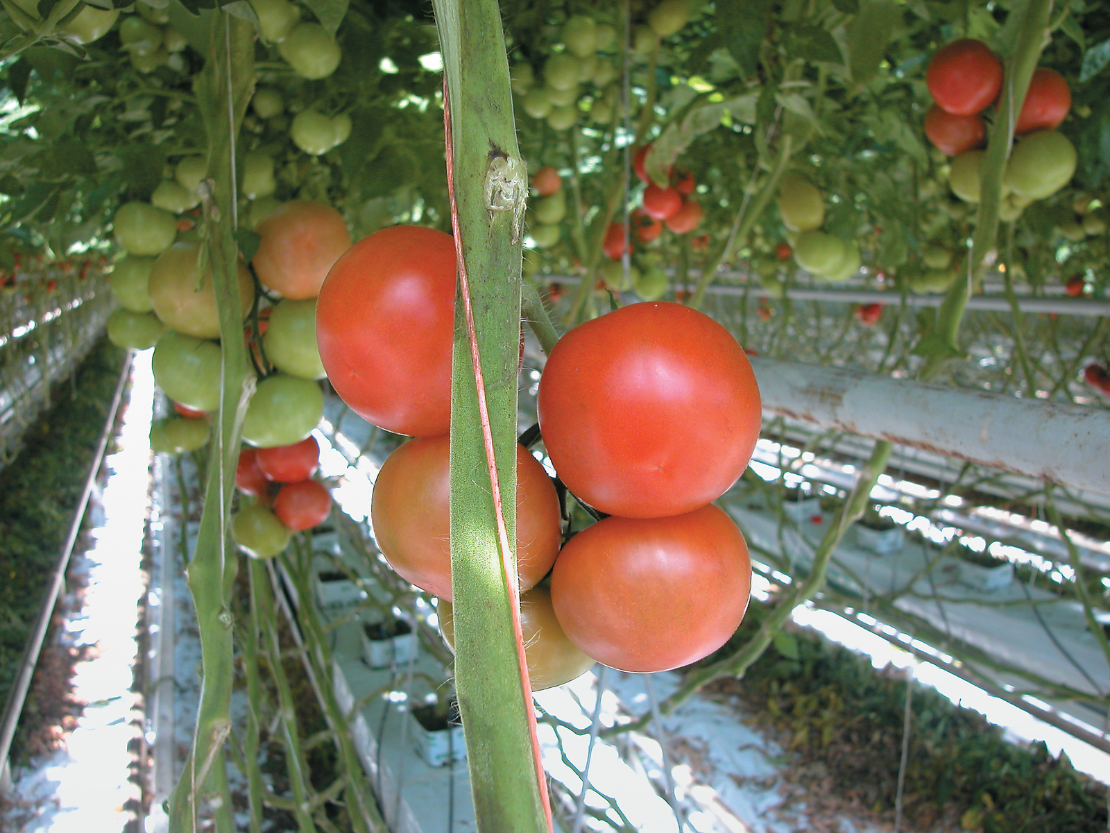 &apos;De tomaten kunnen de maximale belichting nog wel aan&apos;