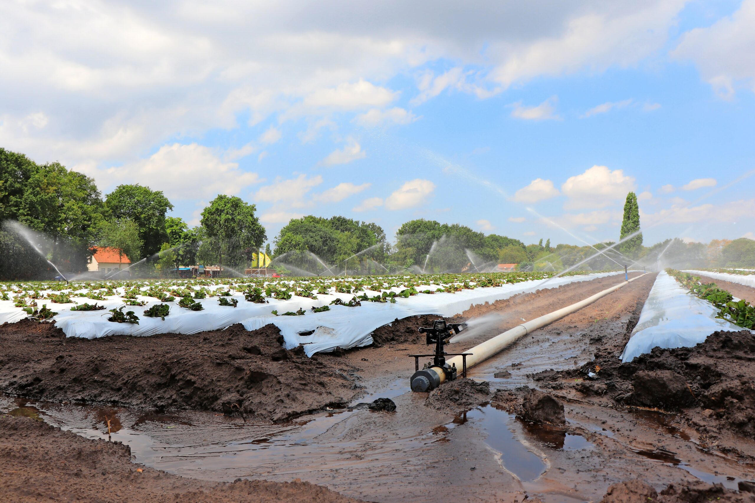 Beregenen waar dat mag en kan, zoals hier in de West-Brabantse aardbeien. - Foto: Joost Stallen