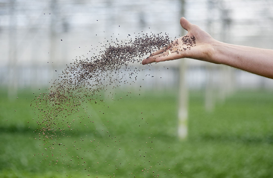 Microbiële biostimulanten vormen een snelgroeiende productgroep op basis van micro-organismen. - Foto: Van Assendelft Fotografie