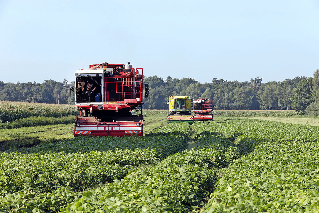 De oogst van bonen bestemd voor de industriële verwerking. - Foto: Bert Jansen