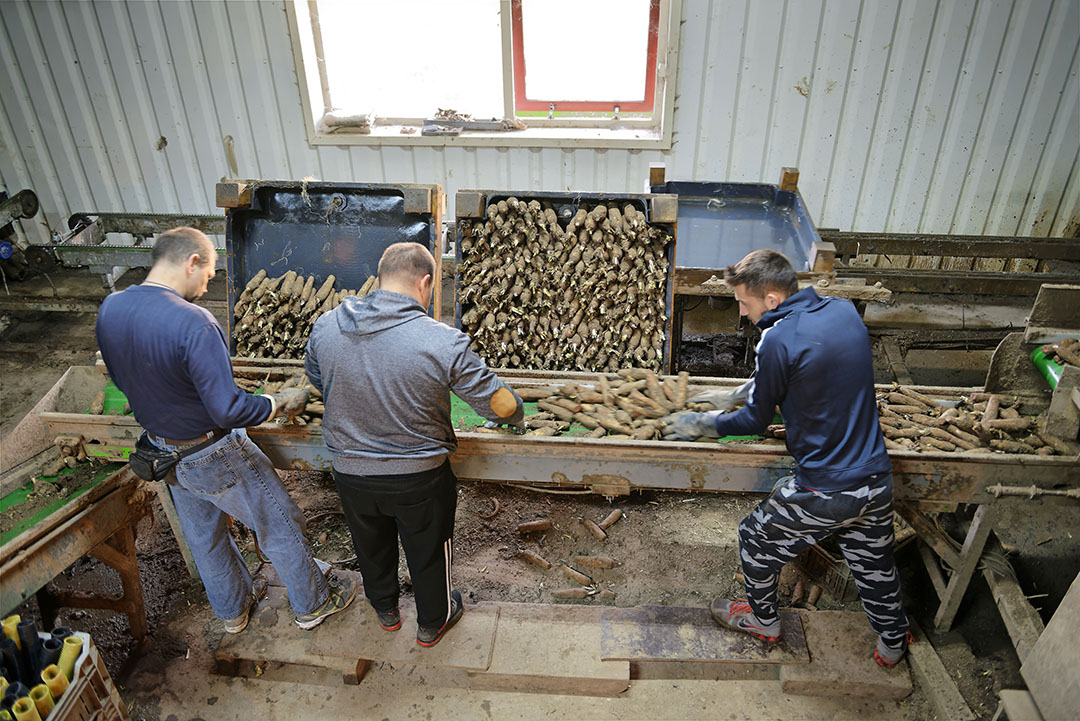 Wilofwortels sorteren. - Foto: Lex Salverda