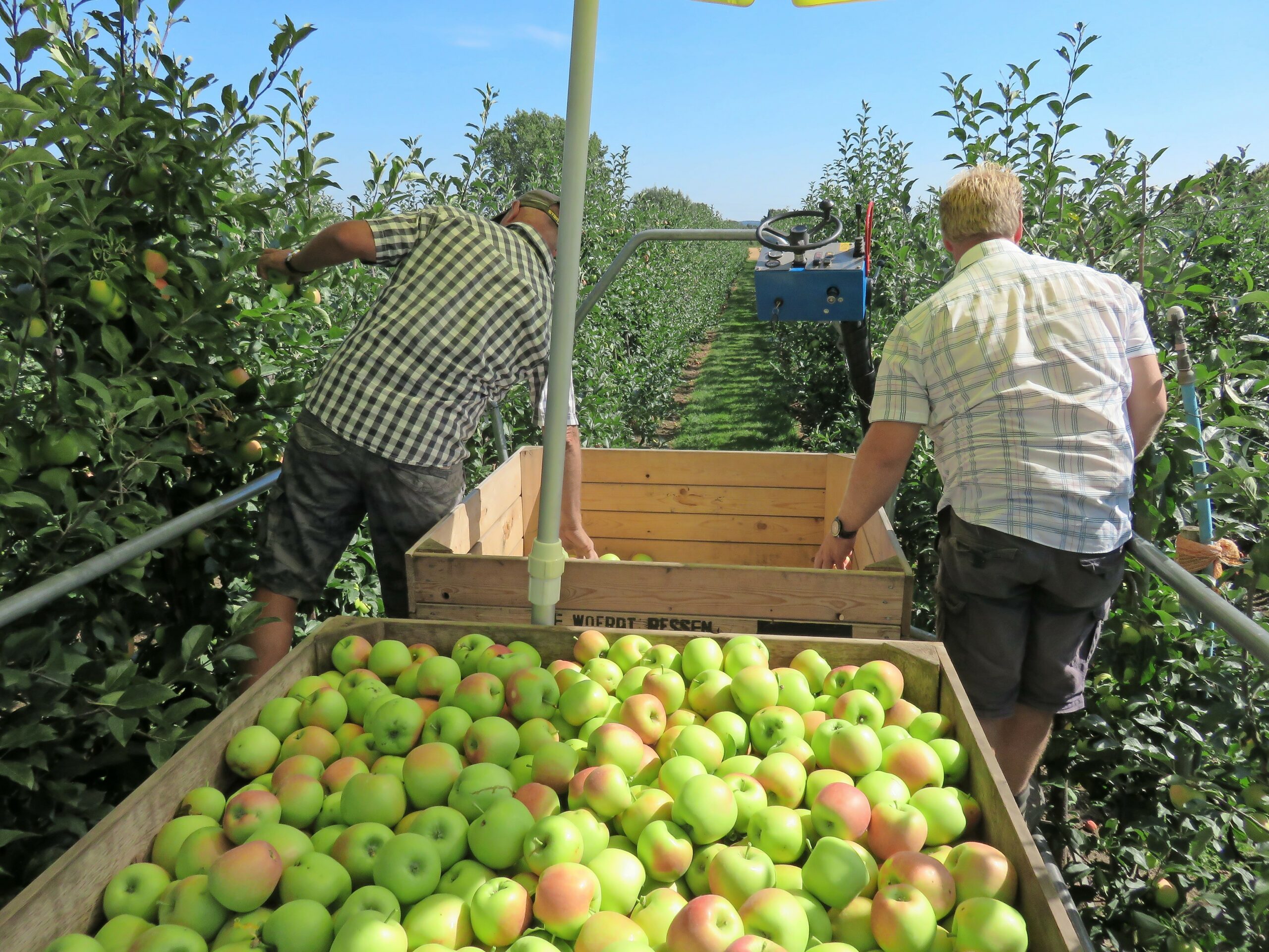 De oogst van zomerappels op het bedrijf van de familie Van Olst. - Foto: Ton van de Scheer