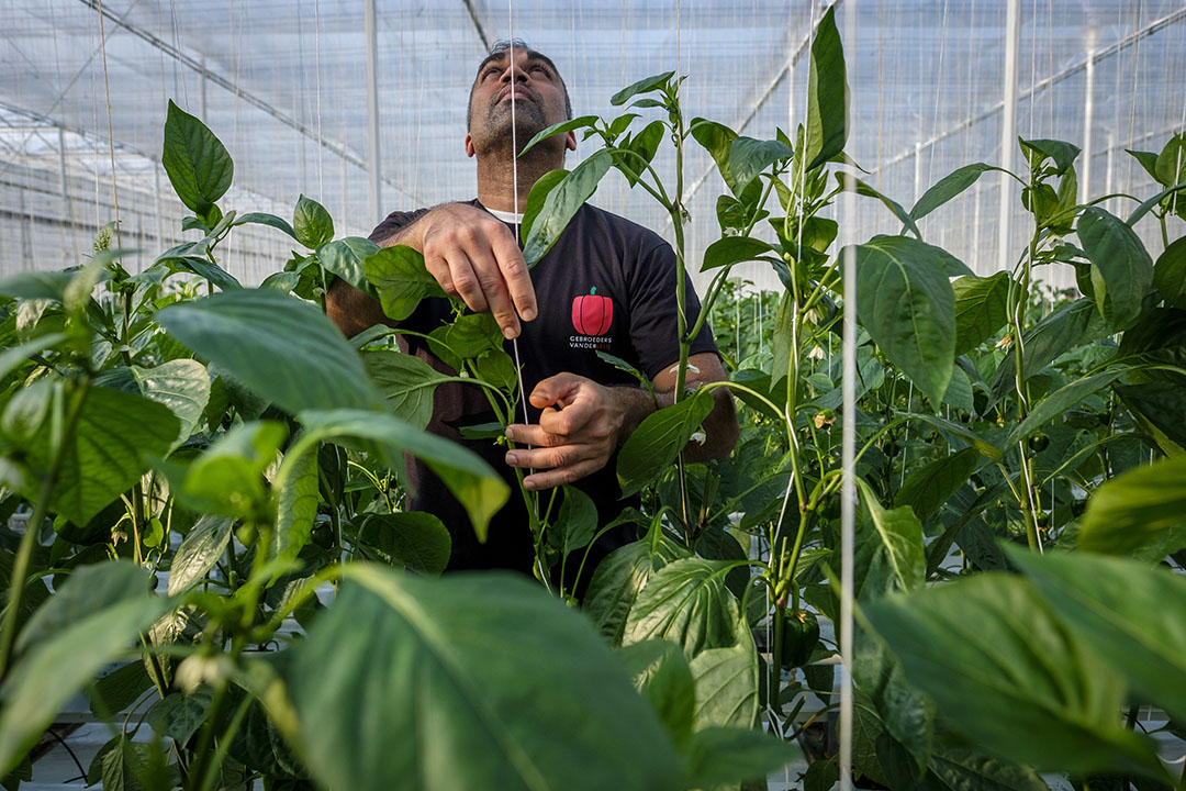 Werk in de paprikateelt. - Foto: Roel Dijkstra