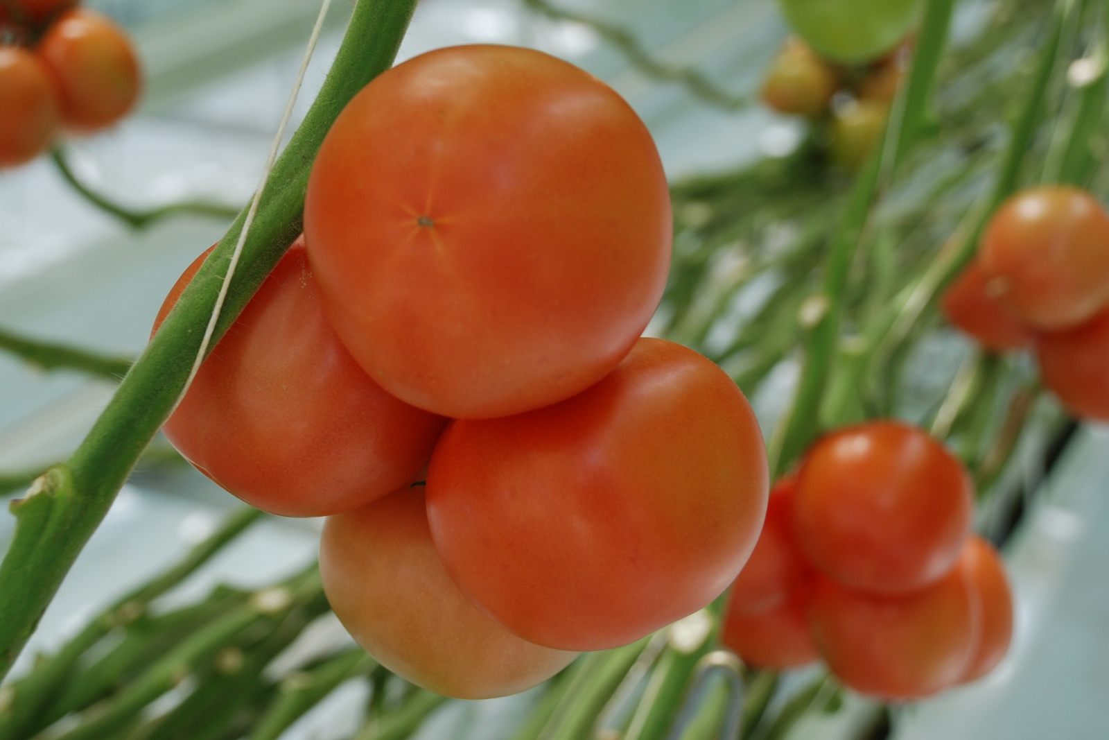 &apos;De laatste weken is het erg moeizaam gegaan in de tomatenteelt&apos;