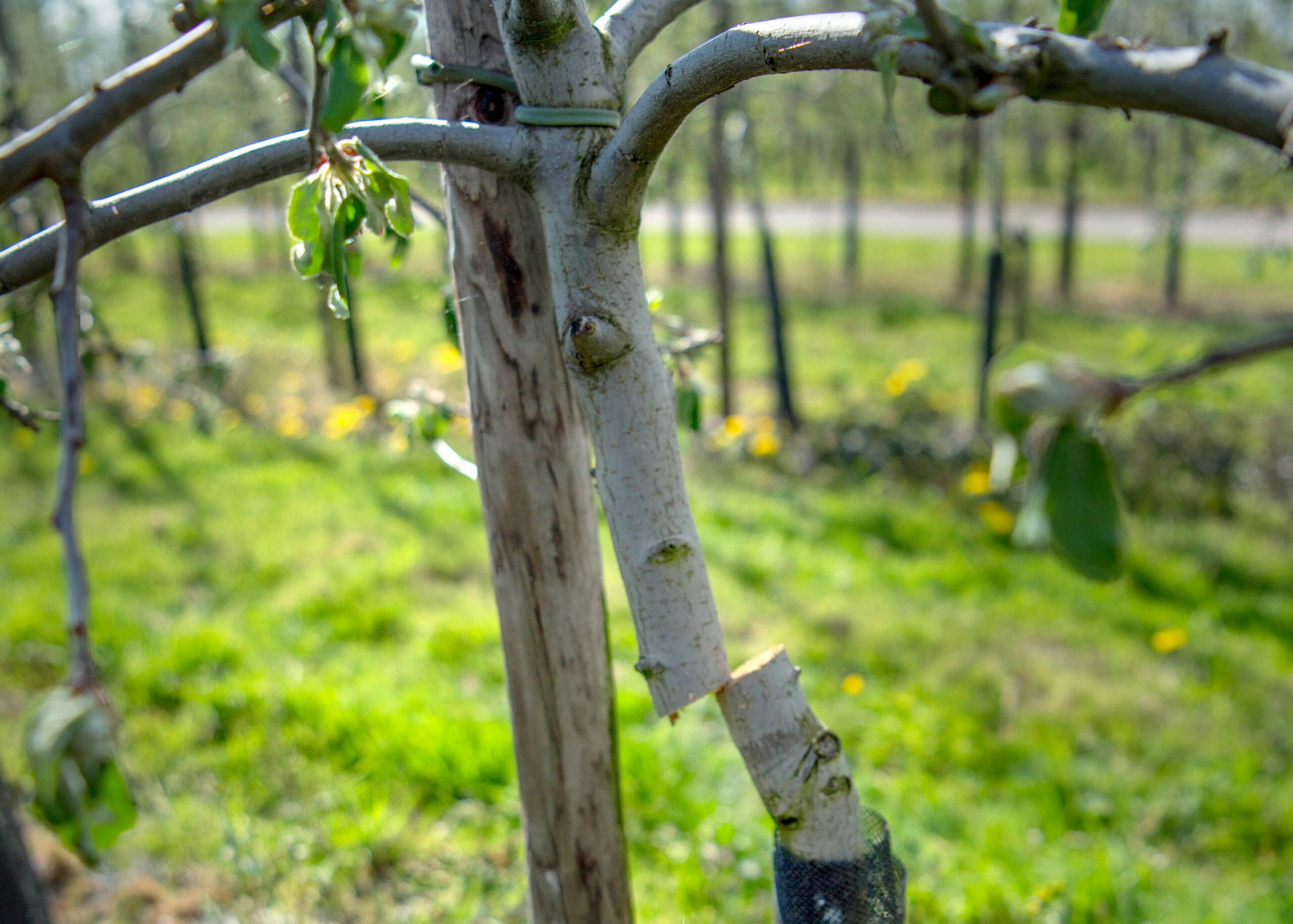 Een van de 320 doorgezaagde fruitboomstammetjes. Foto: Eveline van Elk