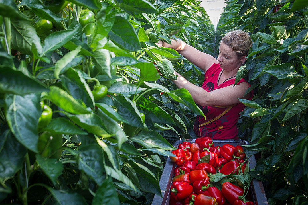 Stijgende kosten voor arbeid of certificering berekenen en doorbereken, stelt Oxin Growers.