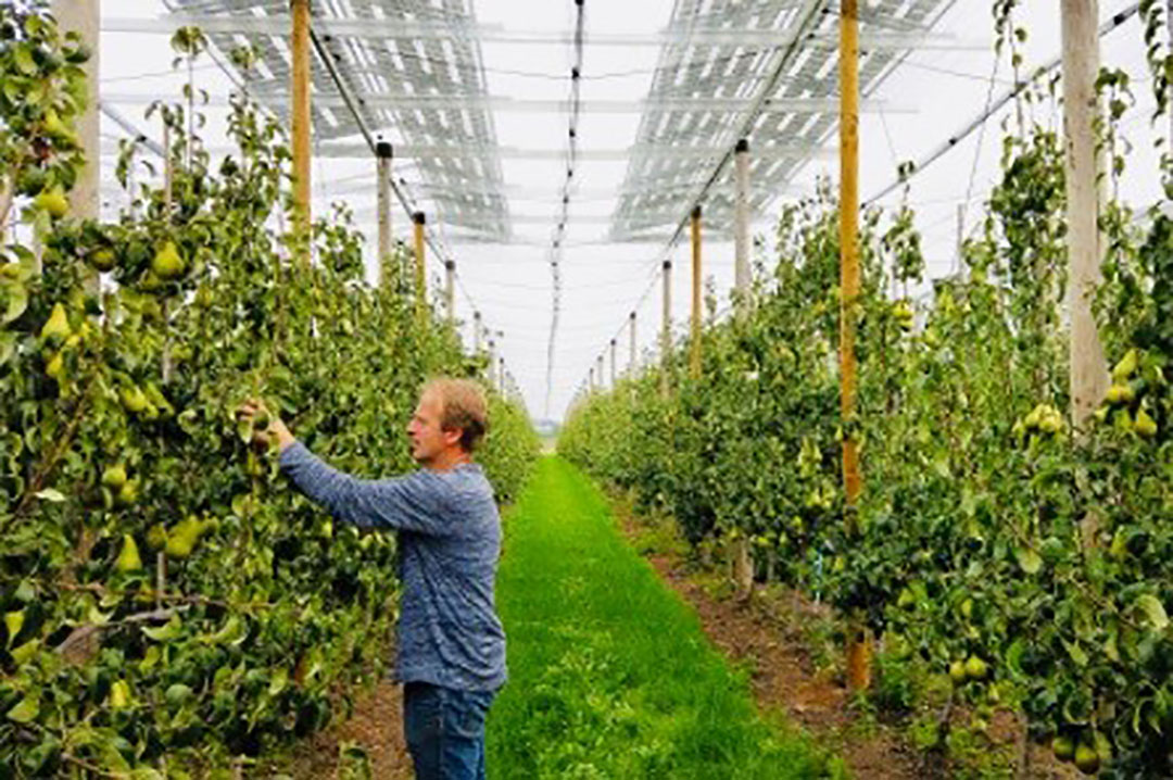 Peren telen onder zonnepanelen. De KU Leuven test het in Bierbeek. Foto: KU Leuven.