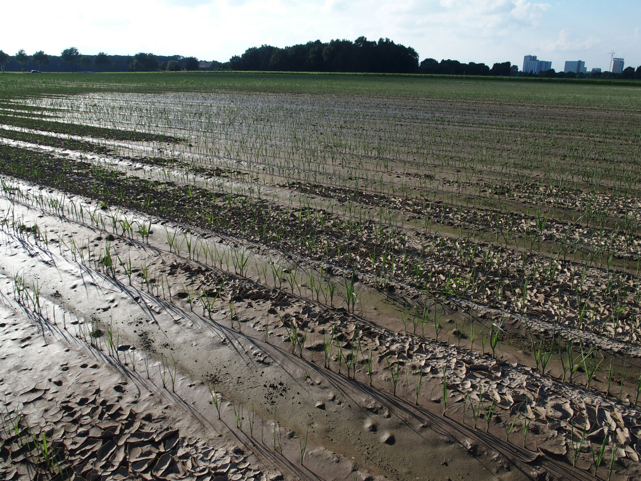 Prei met wateroverlast - Foto: Stan Verstegen