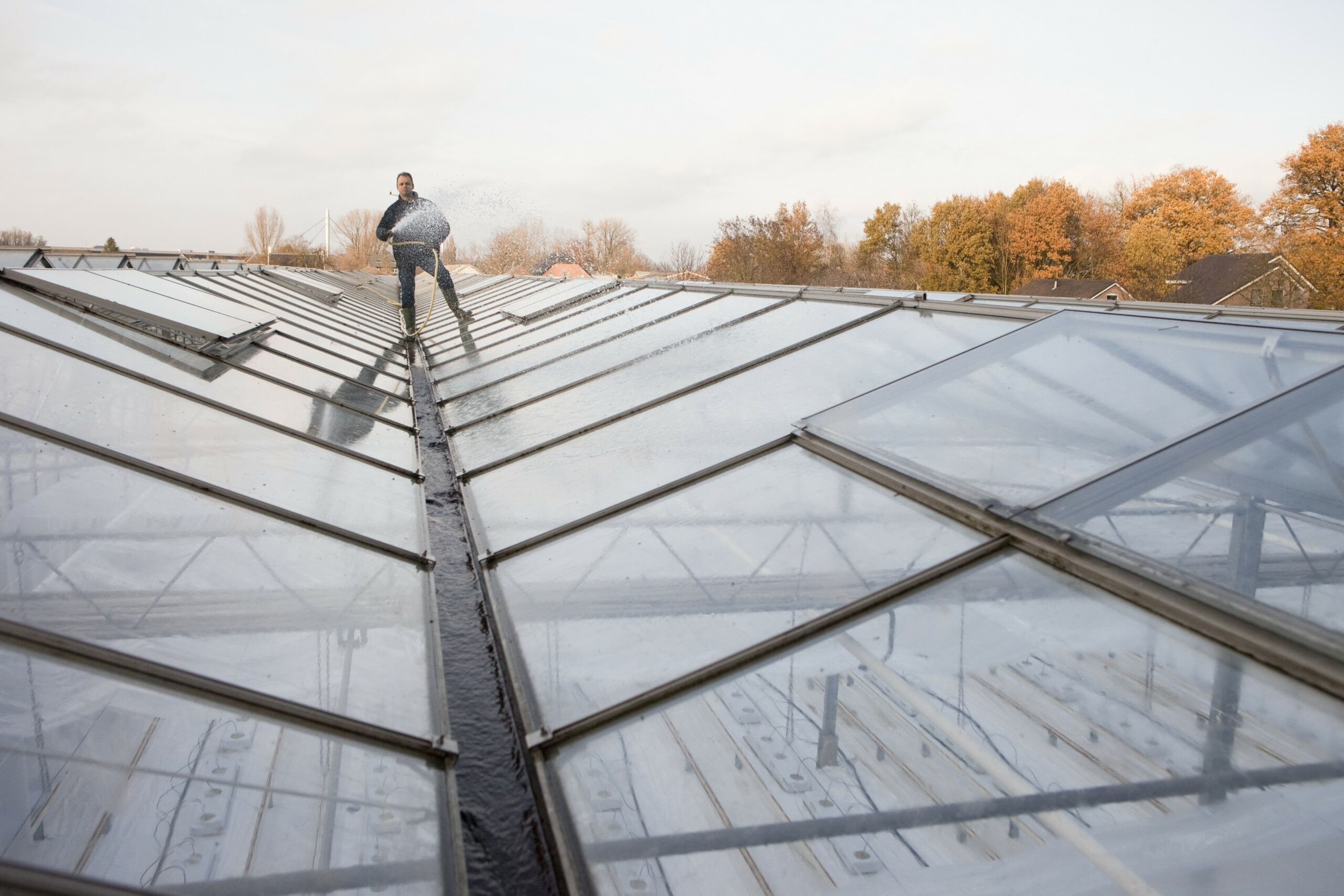 Groenten en Fruit, komkommerkwekerij Willems, Ewijk