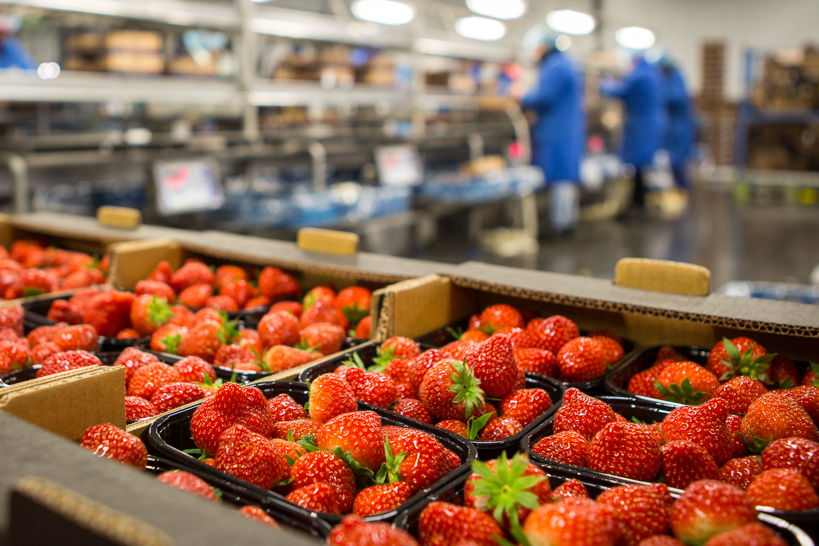 Eiwitlaagje maakt gekoelde bewaring voor zachtfruit overbodig