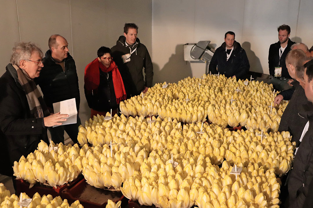 Op de archieffoto (mei 2019) worden Nederlandse witloftelers op de hoofdvestiging van Vilmorin bijgepraat over nieuwe rasontwikkelingen. De toelichting komt van hoofveredelaar Alain Lecompte (links.). - Foto: Joost Stallen