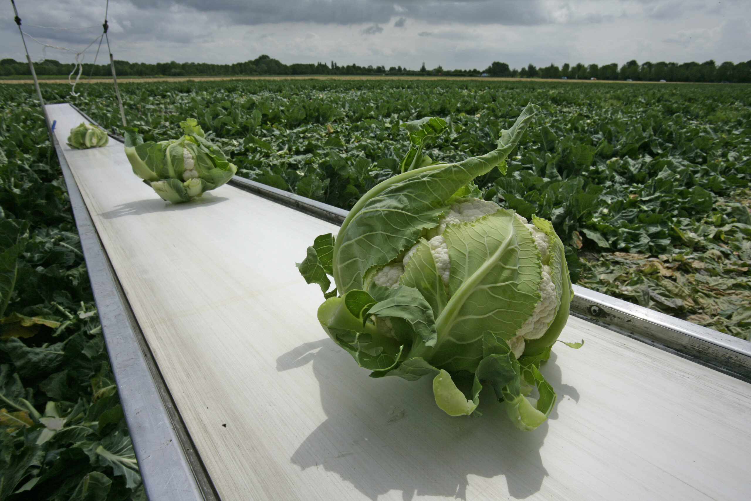 Foto: Jan Willem Schouten