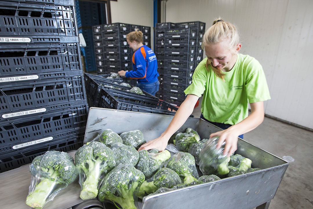 Broccoli in folie verpakken. - Foto: Annet van der Woude