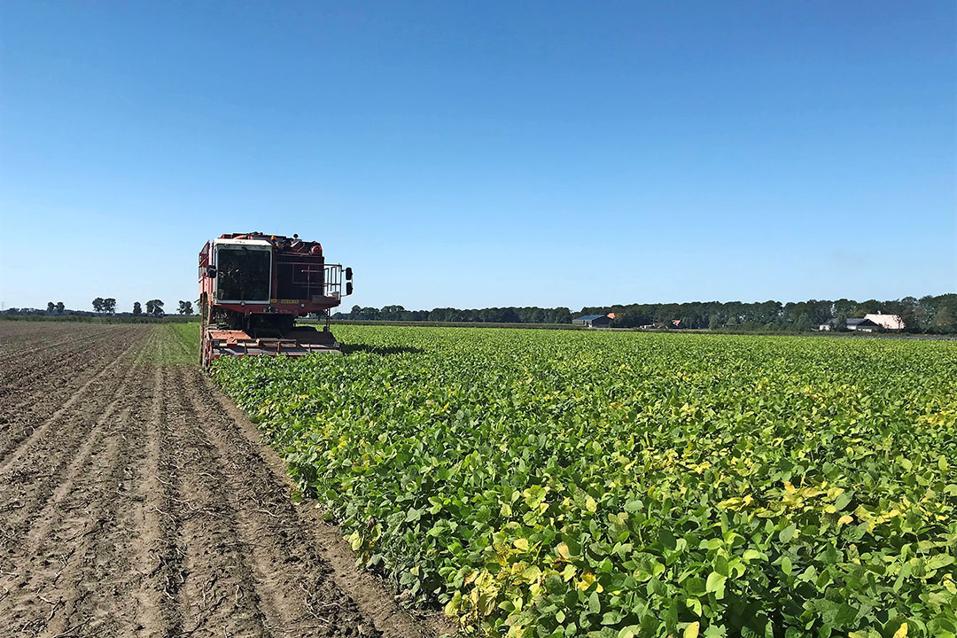 De oogst van verse sojaboontjes. Het concept heet Dutch Edamame.