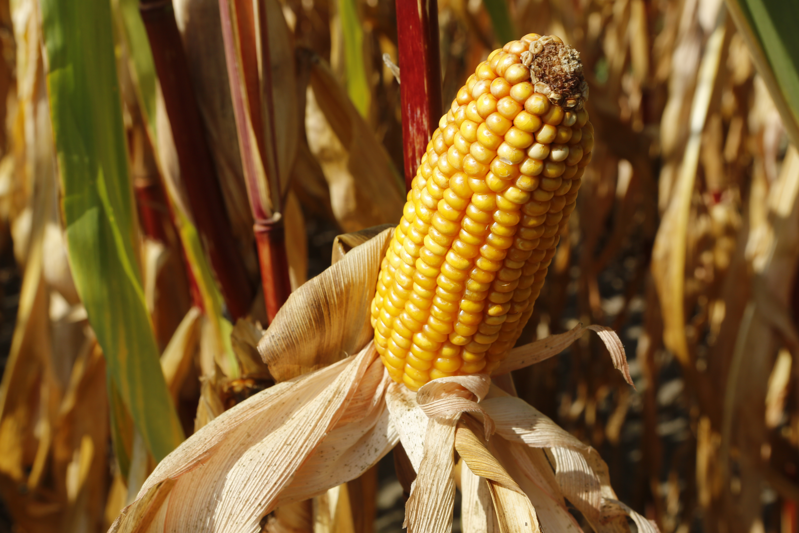 Politiek moet nadenken over GMO-technologie. Er is volgens de Commissie Genetische Modificatie te veel gaande om dat niet te doen. - Foto: Henk Riswick