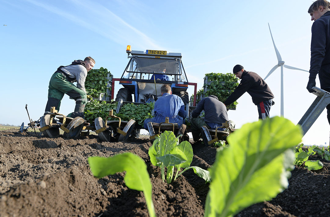 Archieffoto van bloemkool planten. - Foto: Lex Salverda.