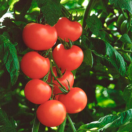 &apos;De verbeterpunten voor de volgende tomatenteelt staan al op papier