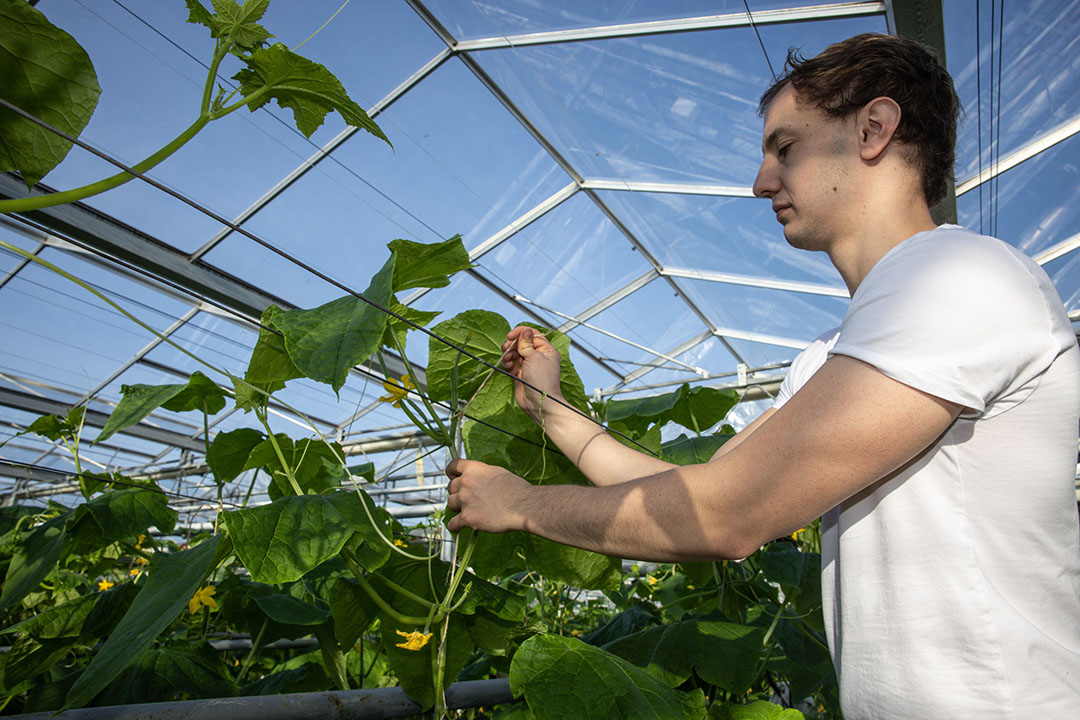 Bij de laatste planting  wordt de kop van de planten vastgezet.