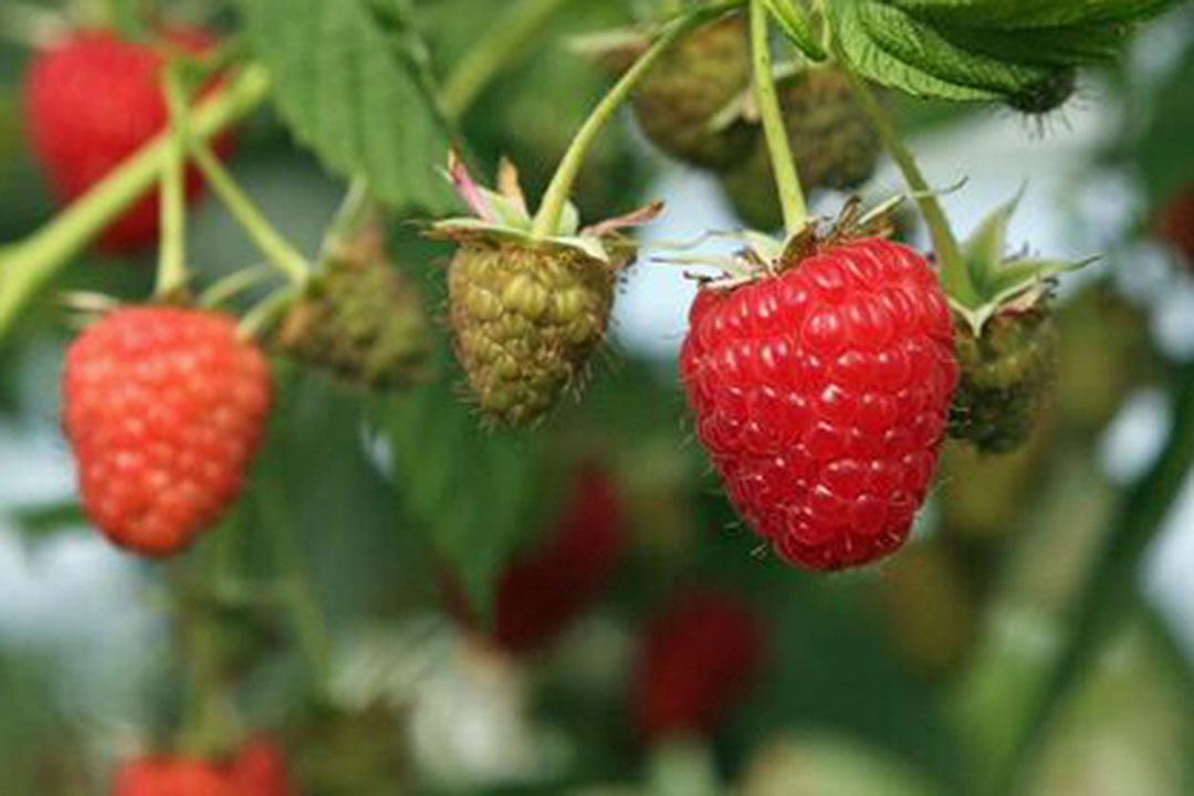 Foto: Groenten & Fruit