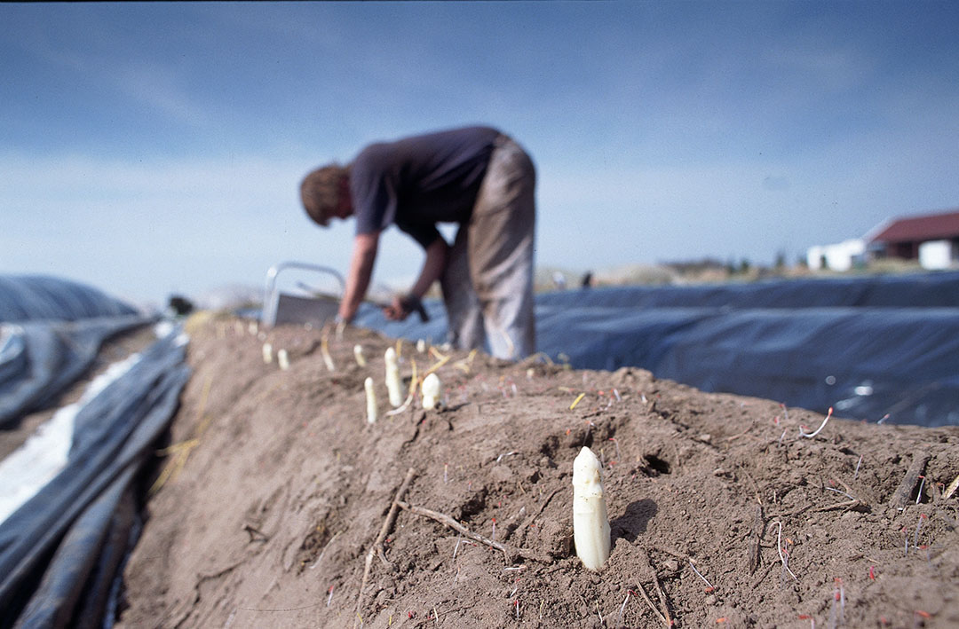 Asperges steken. - Foto: Mark Pasveer