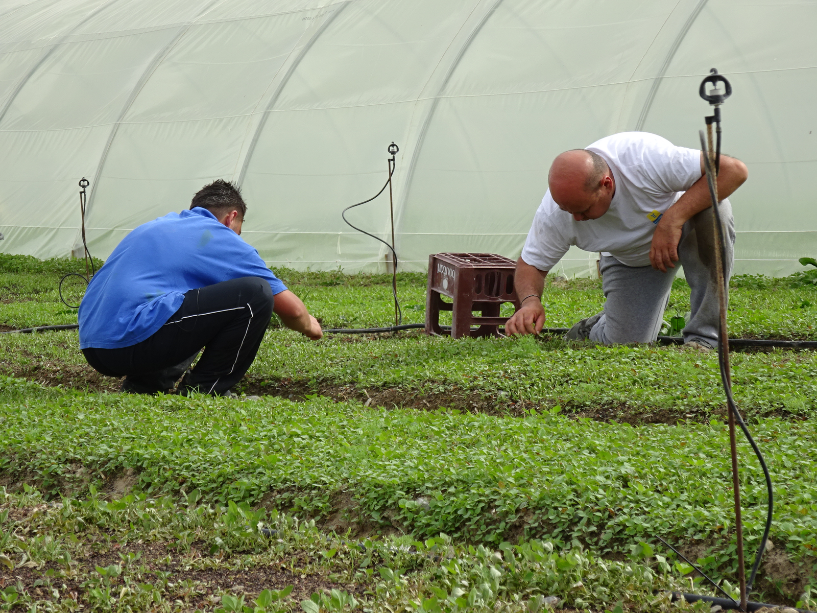 Invoerregels plantaardig materiaal van buiten de EU worden strikter. - foto: G&F