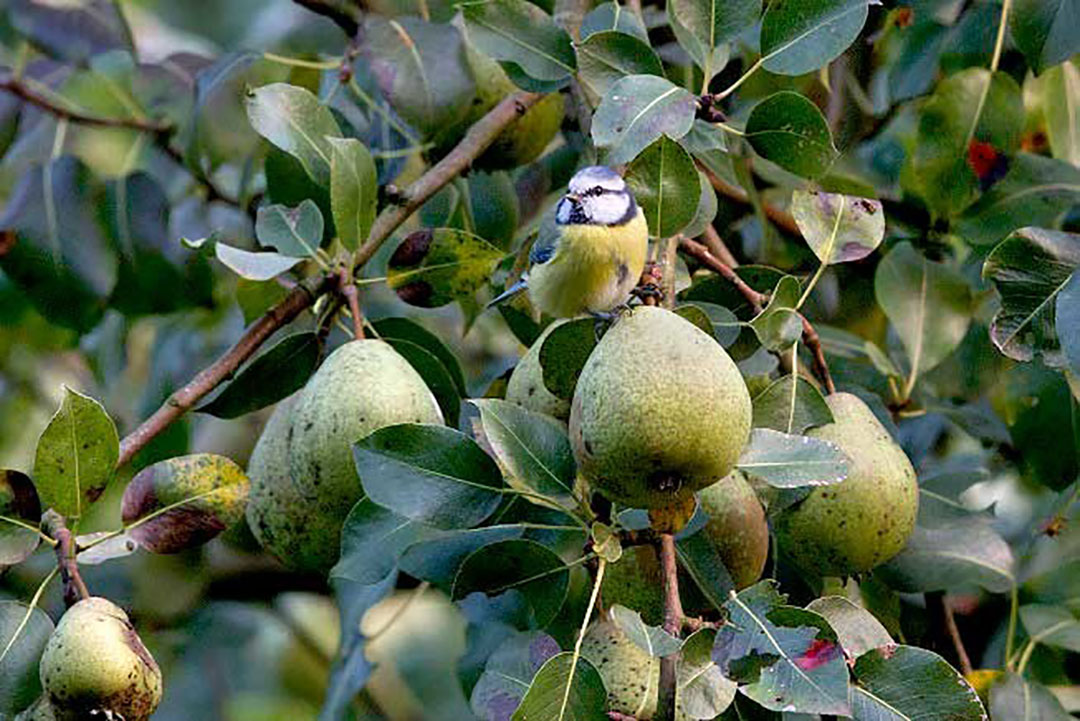 Foto: Hollandse Hoogte