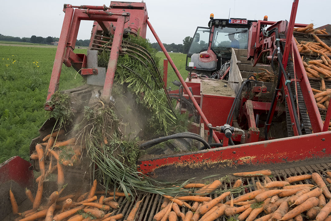 Vroege worteloogst lastiger onder nieuwe Duitse milieuregels. - Foto: Twan Wiermans