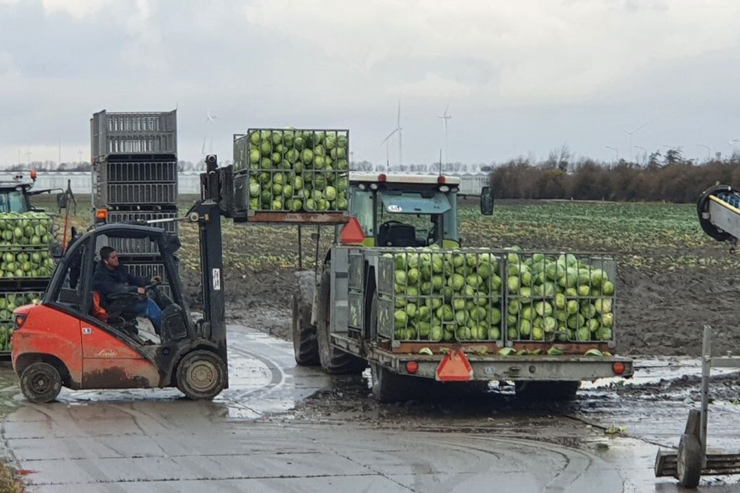 Laden van bakken witte kool na oogst van een perceel. - Foto: Jeroen Verheul