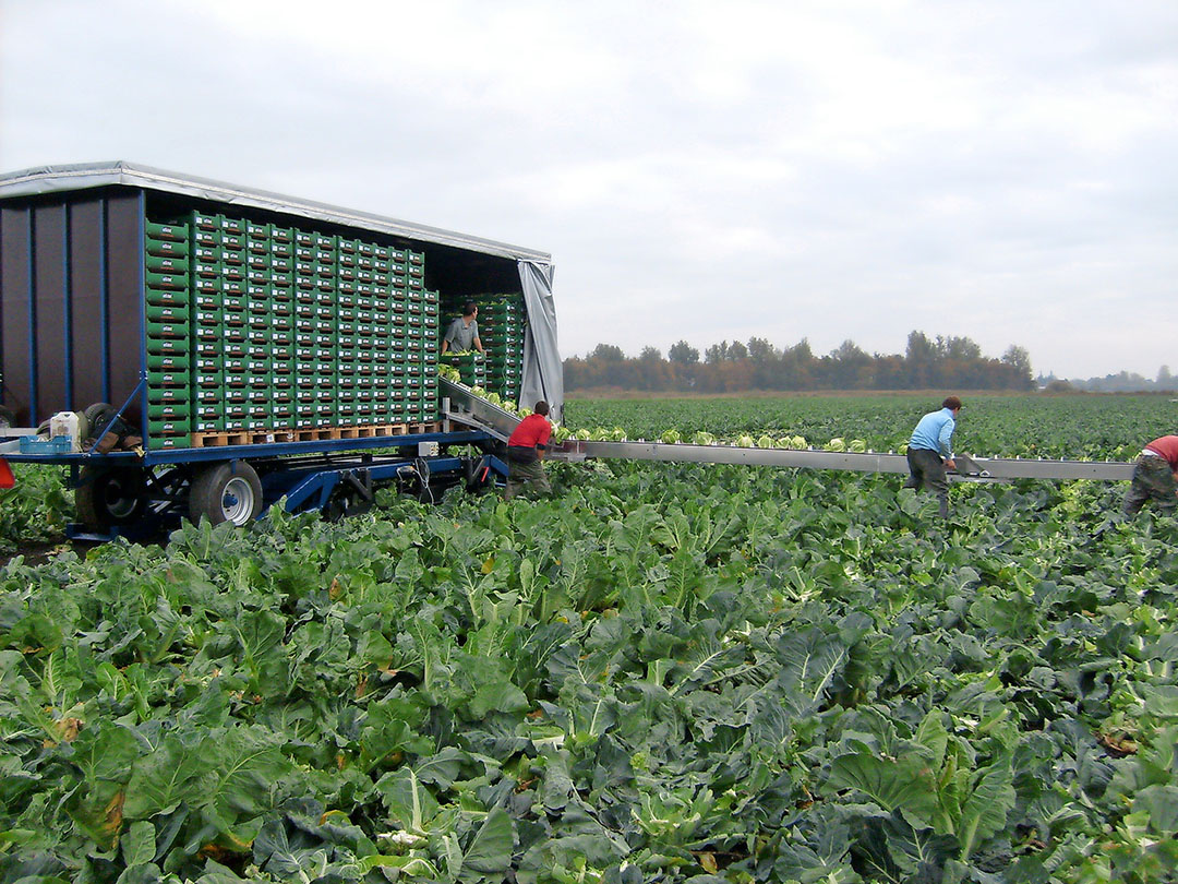 Foto: Groenten&Fruit