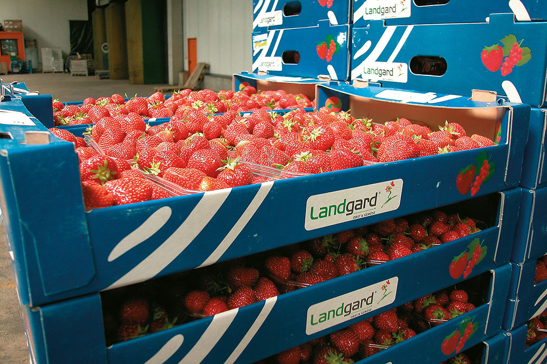 Landgard groeit Nederlandse marktleider voorbij