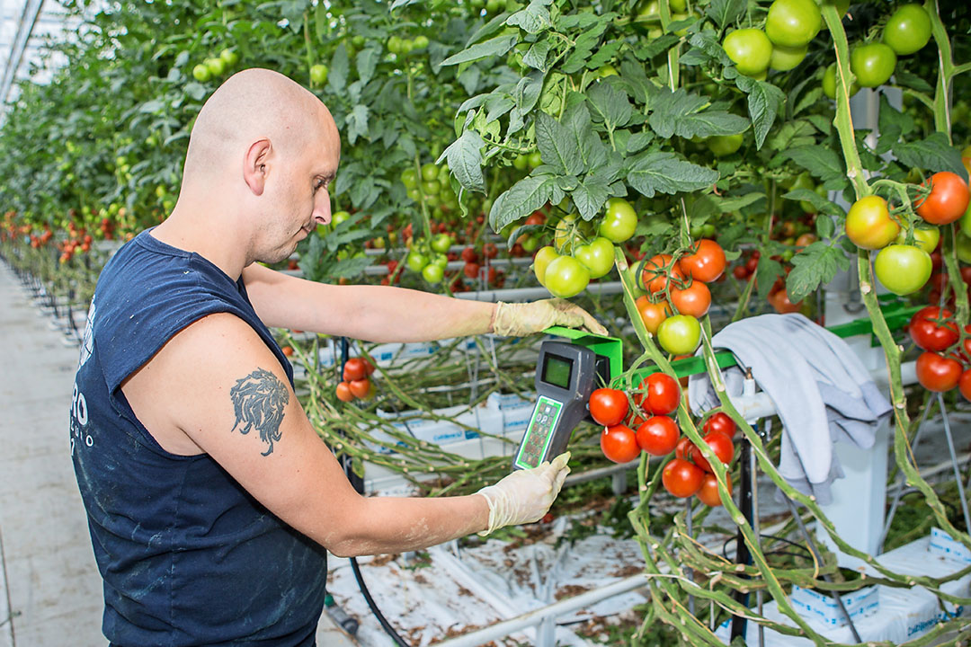 Tuinders die zaken doen met een buitenlands uitzendbureau moeten erop toezien dat die hun klus melden bij SZW.   Foto: Peter Roek