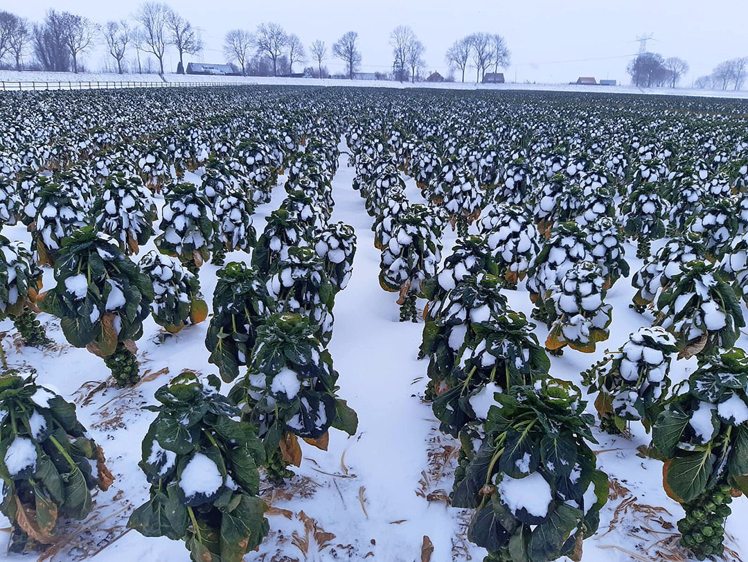 Foto: Groenten&Fruit