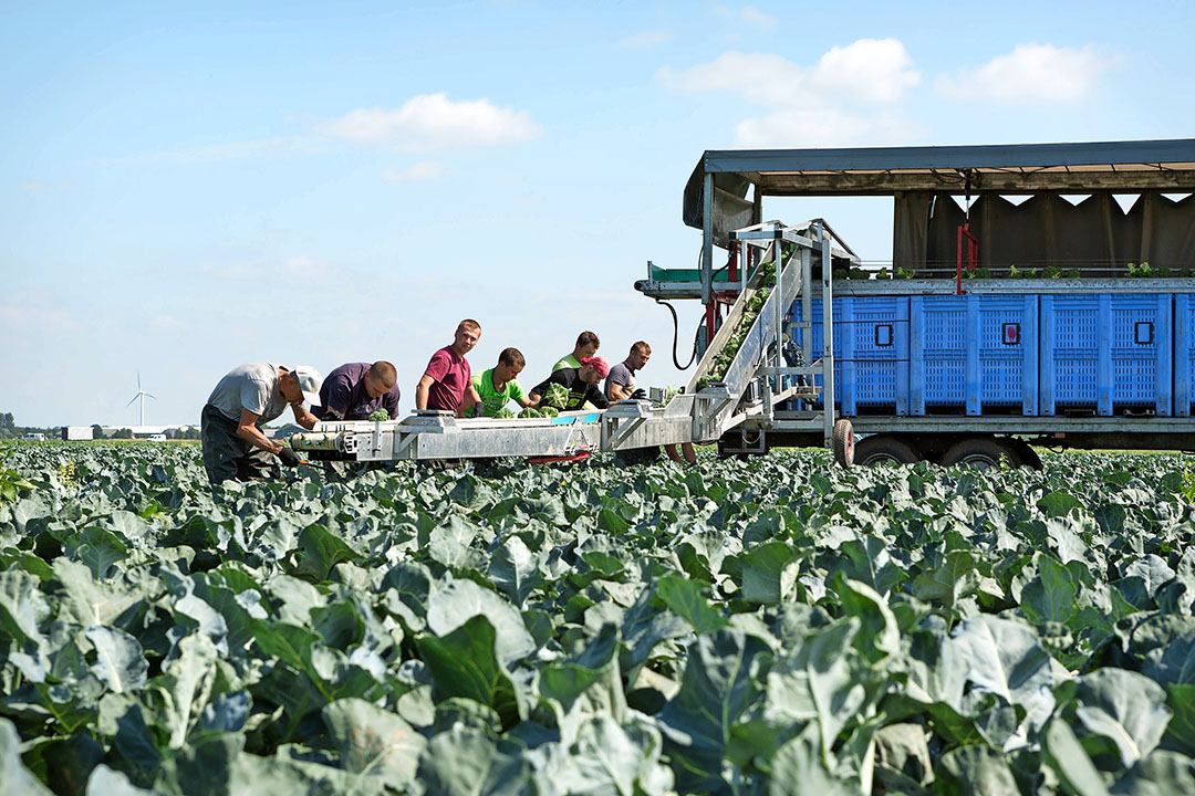 De eerste aanvoer komt uit op een prijs van € 1,10 (voor de kleinere maten) tot € 1,30 per kilo.  - Foto: Groenten&Fruit