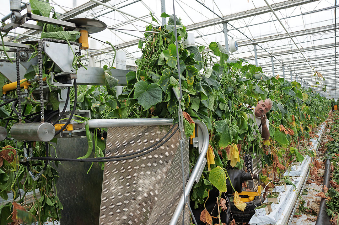 Komkommerloof kan verwerkt worden tot groene meststof. - foto: Gerard Boonekamp