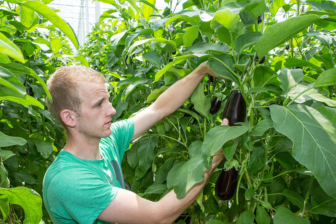 Aubergineoogst bij een van de telers van Purple Pride. - Foto: Peter Roek