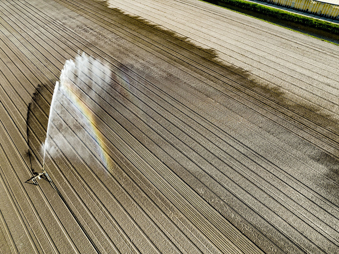 Een boer in Katwijk is zijn akker aan het beregenen in verband met de droogte. Foto: ANP