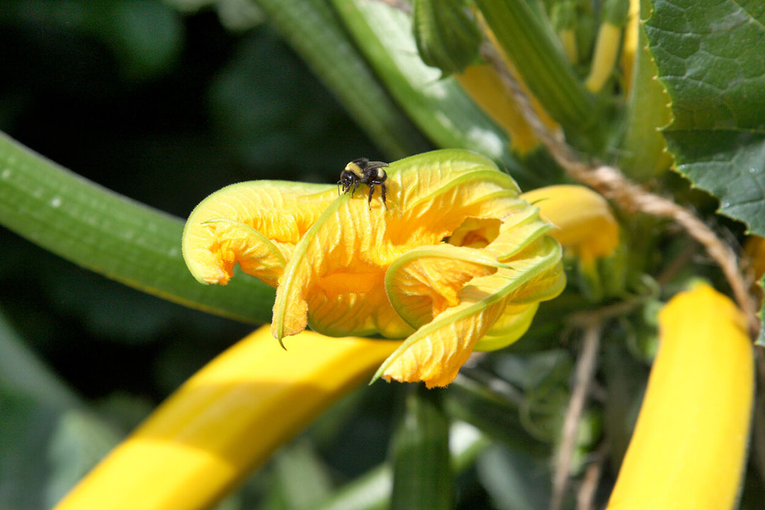 Ondanks best wel koude nachten bleven de gele courgettes voldoende mannelijke bloemen aanmaken. - Foto: Harry Stijger