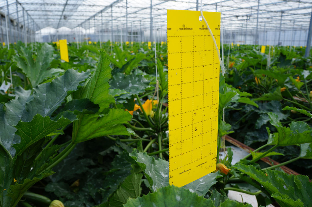 Vangplaat in gele courgette. - Foto: Gerard Boonekamp.