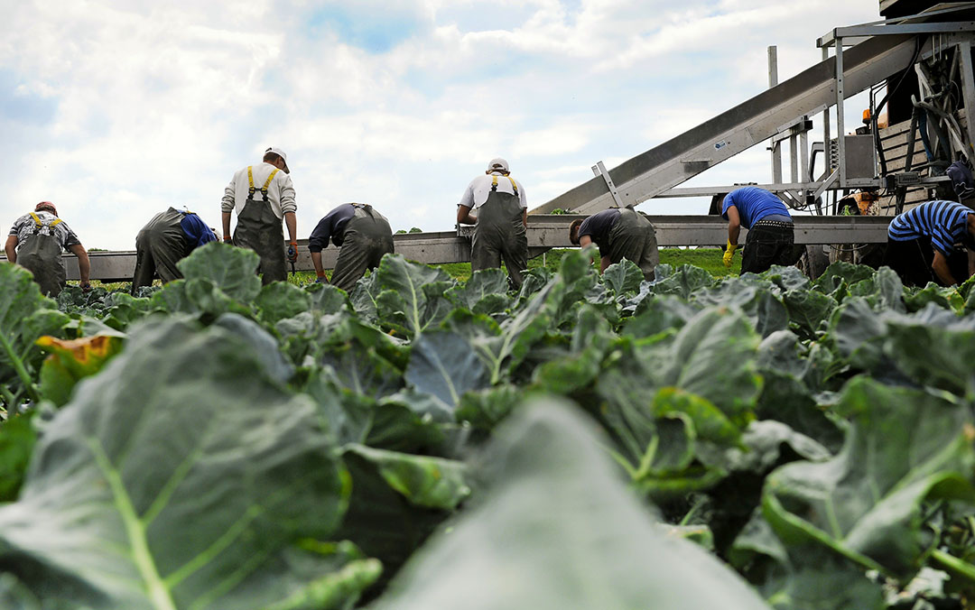 De kwaliteit van broccoli is top. - Foto: Nikki Natzijl