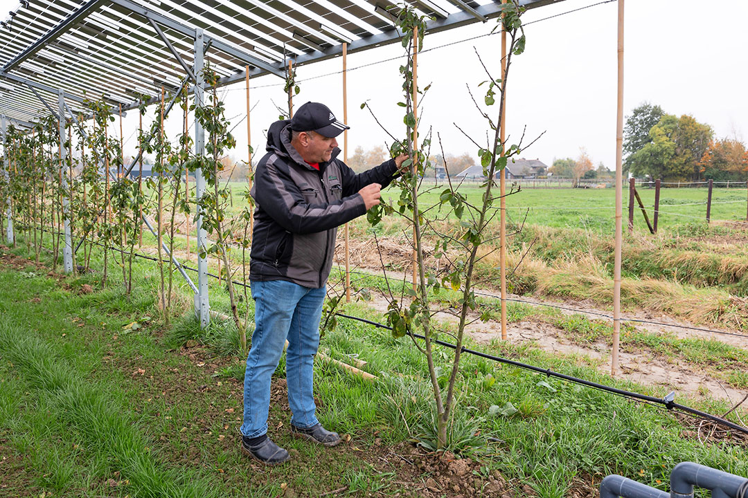 Rini Kusters vorig najaar bij zijn pruimen onder zonnedak. Door de wind kreeg hagel nu toch vat op het gewas. - Foto: Herbert Wiggerman