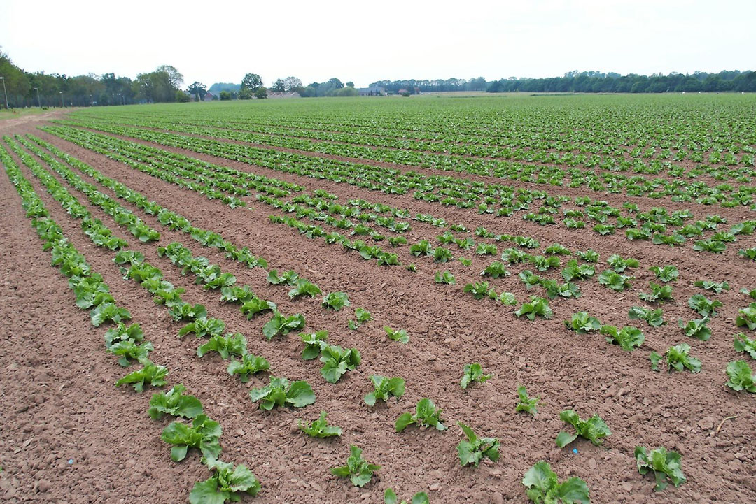 IJsbergsla. - Foto: Stan Verstegen