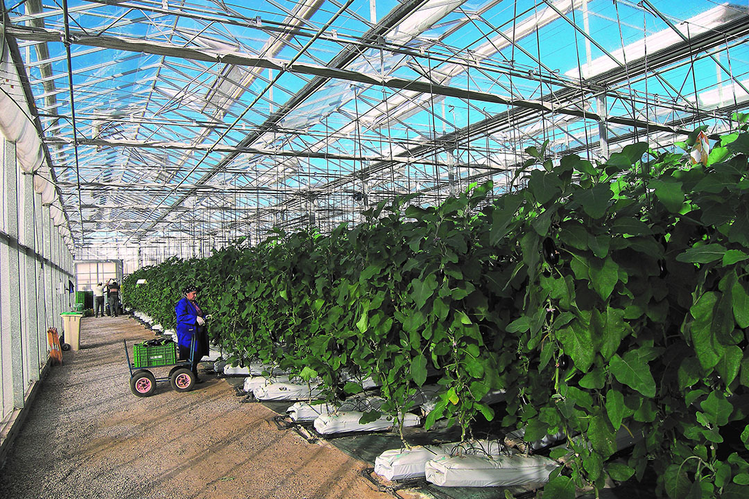 Teelt van aubergines. - Foto: Groenten&Fruit