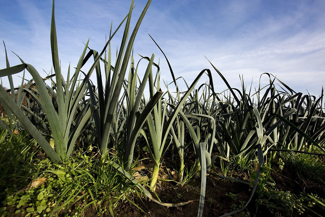 Prei is een van de producten van telersvereniging Fossa Eugenia in Venlo. - Foto: ANP