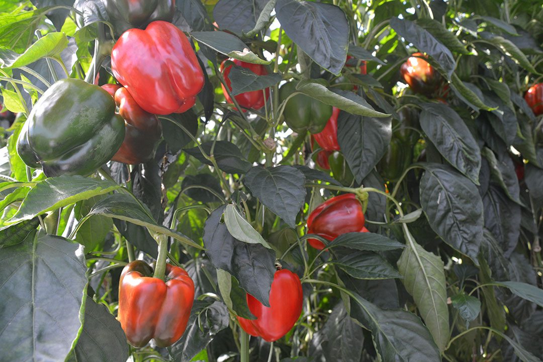 Paprika. - Foto: Peter Visser