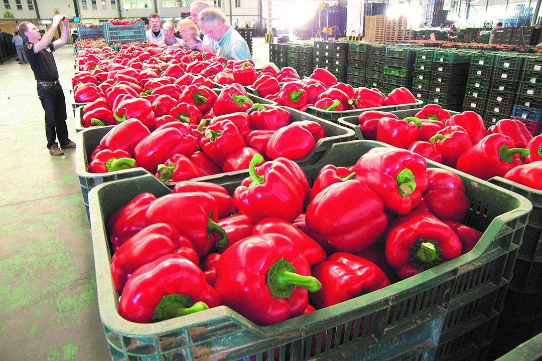 Paprika op veiling in Spanje. - Foto: Gerard Boonekamp