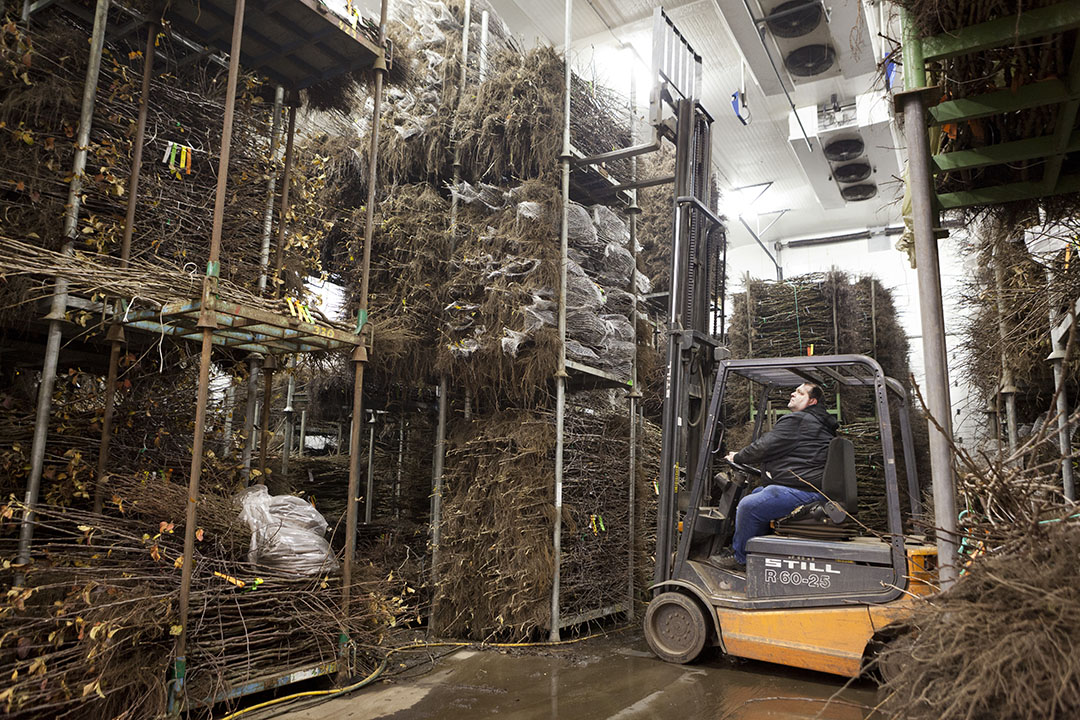 Fruitboompjes voor export naar Rusland blijven nu noodgedwongen in de koelcel. - Foto: Bart Nijs