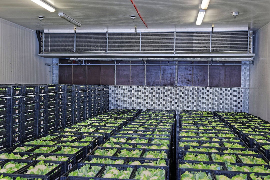 Archieffoto van een koelhuis. Het is niet duidelijk welke producten of welke telersvereniging bij deze zaak betrokken is. - Foto: Lex Salverda