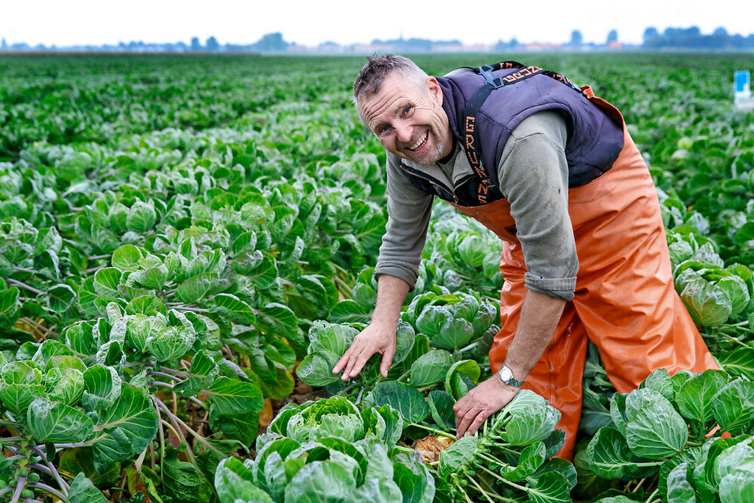 Chris van der Sterre tussen de spruitkool. - Foto: Joep van der Pal